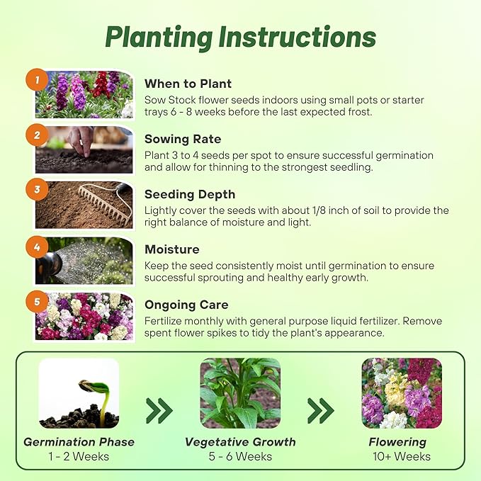 Outsidepride Ten Week Mix Mattiola Stock Seeds - 2000 Pcs Annual Flower Seeds for Planting with Fragrant Blooms That Attract Pollinators, Compact Growth, for Cut Flower Arrangements & Containers