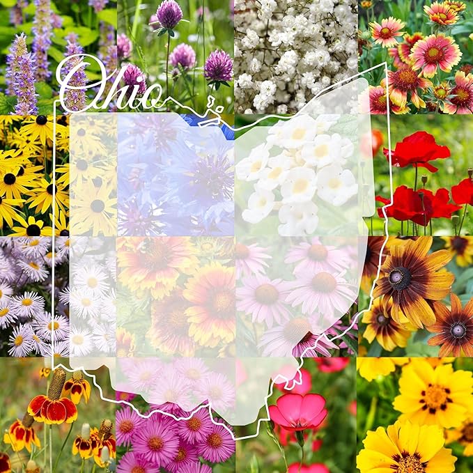 Ohio Bulk Perennial Wildflower Seed Mix 1lb Covers 2,000sq-ft - Attract Pollinators, Multi-Color Blooms - Midwest US Species Plant in Spring/Fall - Earth-Friendly Packaging (1/4 Pound)