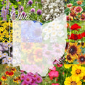 Ohio Bulk Perennial Wildflower Seed Mix 1lb Covers 2,000sq-ft - Attract Pollinators, Multi-Color Blooms - Midwest US Species Plant in Spring/Fall - Earth-Friendly Packaging (1/2 Pound)