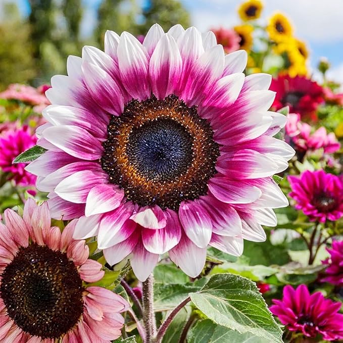 75+ Perennial Sunflower Flower Seeds to Plants Outdoor-Non GMO Heirloom Rare Sunflower Plants for Garden Home