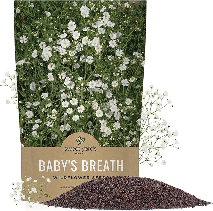 Showy Baby's Breath Seeds – Bulk Quarter Pound Bag – Over 80,000 Open Pollinated Non-GMO Wildflower Seeds – Gypsophila elegans – Quick Blooming White Flowers