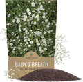 Showy Baby's Breath Seeds – Bulk Quarter Pound Bag – Over 80,000 Open Pollinated Non-GMO Wildflower Seeds – Gypsophila elegans – Quick Blooming White Flowers