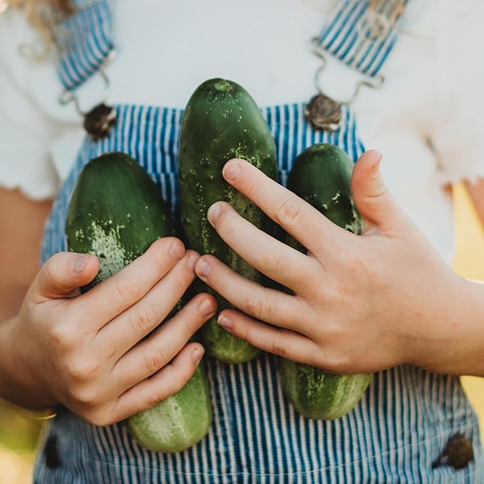 Boston Pickling Cucumber - 25 Seeds - Heirloom & Open-Pollinated Variety, Non-GMO Vegetable Seeds for Planting Indoors or Outdoors in The Home Garden, Thresh Seed Company