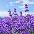 1000 Lavender Seeds – Non-GMO Heirloom Flower Seeds for Planting, Fragrant Blooms for Outdoor Gardens & Borders