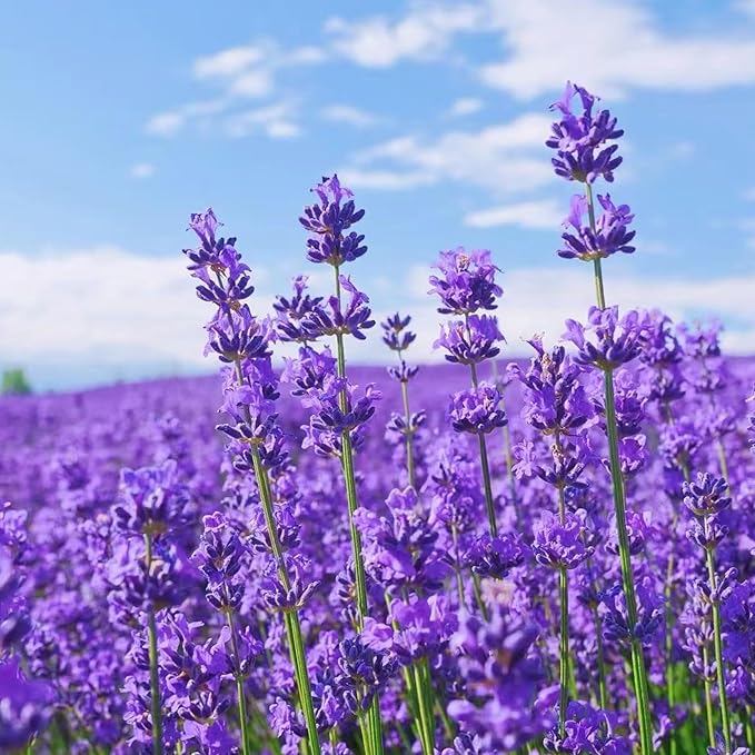 1000 Lavender Seeds – Non-GMO Heirloom Flower Seeds for Planting, Fragrant Blooms for Outdoor Gardens & Borders