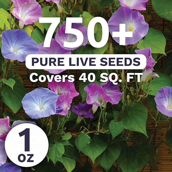 Morning Glory Tall Mix - Large 1 Ounce Packet - 750 Flower Seeds for Planting - Ipomoea purpurea