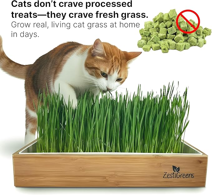 Self-Watering Cat Grass Kit – Grow Fresh, Living Cat Grass at Home in 5–7 Days | No Soil, No Mess | Organic Wheatgrass Seeds | Large Reusable Indoor Tray