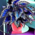 Coleus Seeds, 100 Pack, Indoor Outdoor Colorful Foliage Plant, Shade-Loving Garden Decor