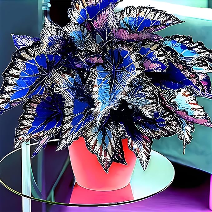 Coleus Seeds, 100 Pack, Indoor Outdoor Colorful Foliage Plant, Shade-Loving Garden Decor