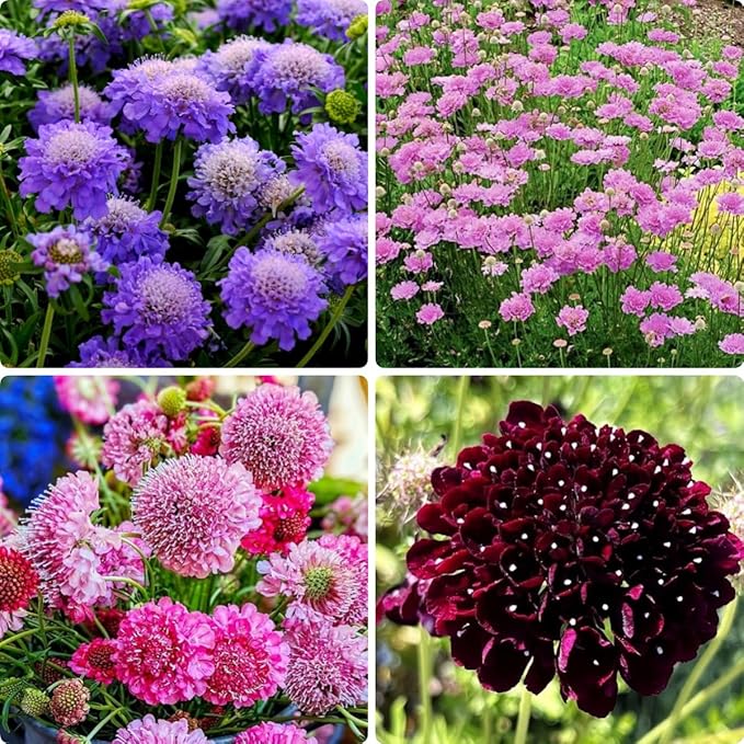 185+ Heirloom Scabiosa Seeds - Non-GMO Perennial, High Germination & Profuse Blooms Low-Maintenance, Bee-Attracting Cut Flower for Garden Decoration