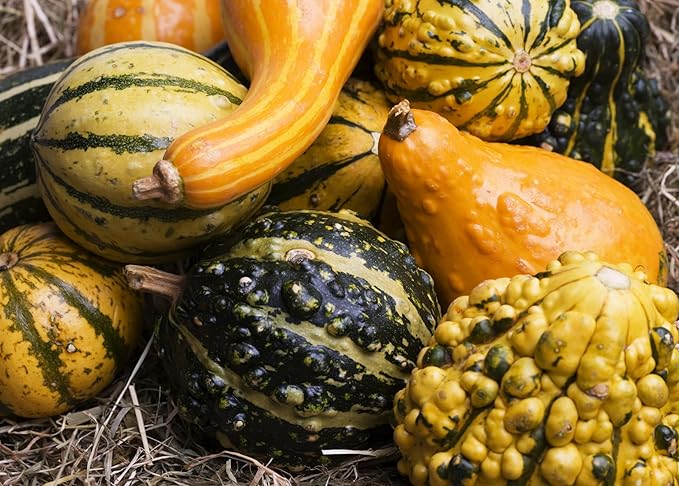 Gourd Seeds Collection, 4 Heirloom Non-GMO Varieties. Birdhouse Bottle, Luffa Sponge, Dipper, Small Mixed.