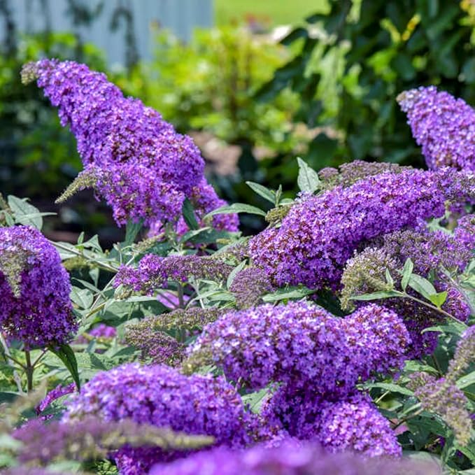 350+ Mix Butterfly Bush Seeds - Buddleia Davidii Flower Seeds Perennial, Drought-Tolerant & Low Maintenance Flower Seeds, Great for Pollinator Gardens