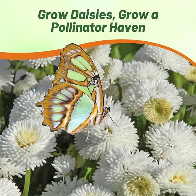 Outsidepride White Bellis English Daisy Seeds for Planting - 10000 Pcs Biennial, Self-Seeding, Compact Flower Seeds with Button-Like Blooms, Ideal for Container Arrangements, Beds & Garden Borders