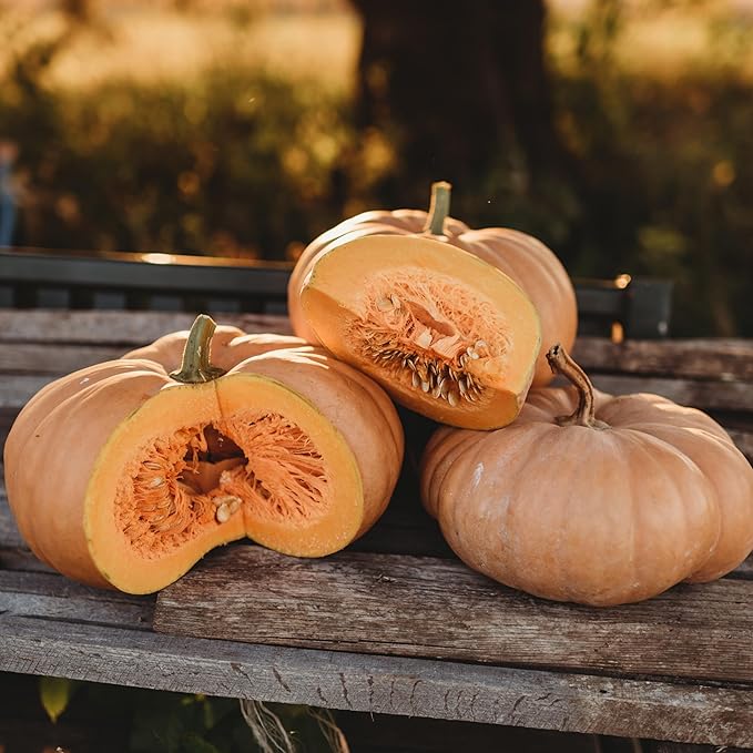 Long Island Cheese Squash - 25 Seeds - Heirloom Squash Variety, Sweet Orange Interiors, Great for Pies & Baking, Non-GMO Winter Squash Seeds for Planting in The Home Garden, Thresh Seed Company