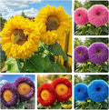 95+ Sunflower Seeds to Plant - Heirloom and Non-GMO Teddy Bear Sunflower Seeds for Planting - Blooms for Pollinator Support
