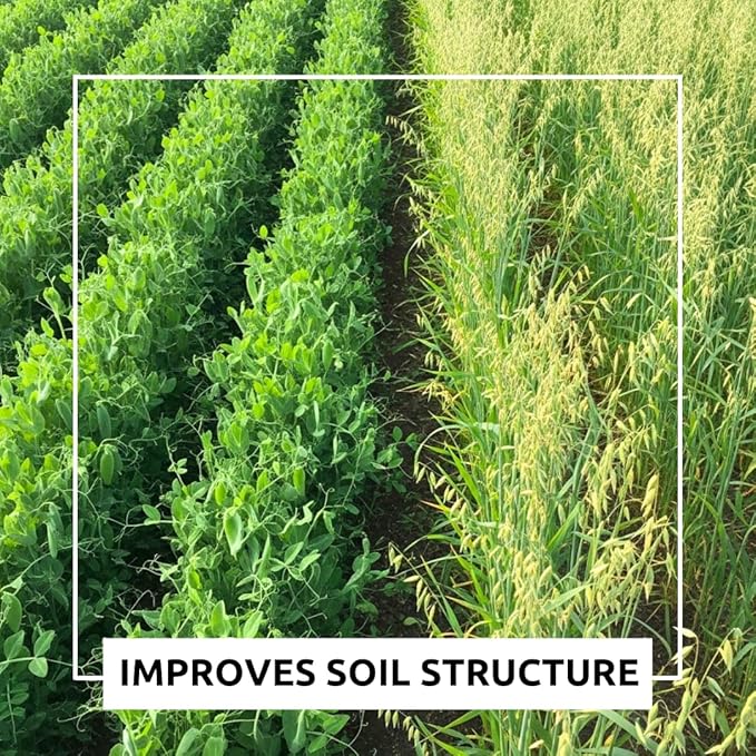 Peas and Oats Cover Crop Seeds – Fast-Growing Soil Builder for Spring or Fall Planting (8 Pounds)