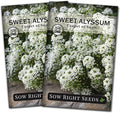 Sow Right Seeds - Sweet Alyssum White Carpet of Snow Flower Seeds for Planting - Non-GMO Heirloom Packet With Instructions to Plant in Your Garden - White Perennial - Groundcover With Blooms (2)