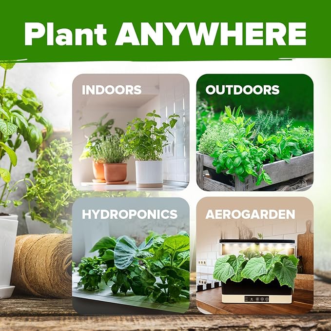 HOME GROWN Italian Basil Seeds 1,424+ & 30 Herb Seeds Pack 9,500+ – 𝗡𝗢𝗡-𝗚𝗠𝗢 USA Heirloom Seeds for Indoor/Outdoor Planting – Perfect for Culinary & Hydroponic Gardens