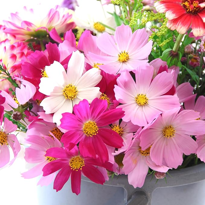 The Old Farmer's Almanac Cosmos Sensation Mix Flower Seeds - Premium Non-GMO, Open Pollinated, 1 Packet, 2 Grams, Approx 200 Seeds