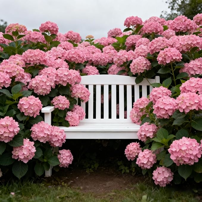 50 Hydrangea Macrophylla Seeds, Pink Hydrangea Plants Flower Seed for Planting, Perennial Non-GMO Hydrangea Seed for Home Garden Outdoor