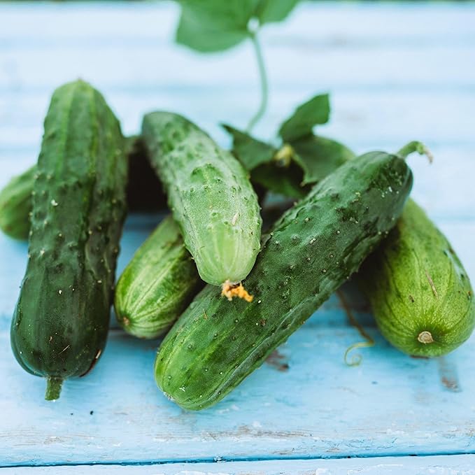 Spacemaster Cucumber - 25 Seeds - Heirloom & Open-Pollinated Variety, Easy-to-Grow Compact Vines, Non-GMO Vegetable Seeds for Planting Outdoors in The Home Garden, Thresh Seed Company