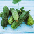 Spacemaster Cucumber - 25 Seeds - Heirloom & Open-Pollinated Variety, Easy-to-Grow Compact Vines, Non-GMO Vegetable Seeds for Planting Outdoors in The Home Garden, Thresh Seed Company