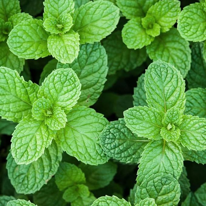 NYGardenia 1000 Mint Seeds – Fresh Green Herb for Kitchen Garden & Container Planting, Fast-Growing Variety