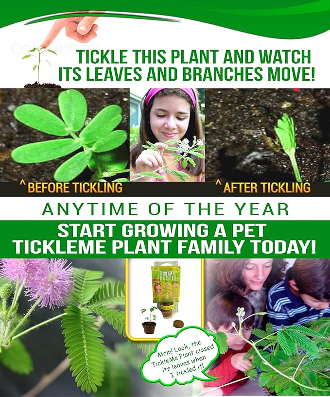 TickleMe Plant Deluxe Family Greenhouse Kit – Grow The Playful Plant That Closes Its Leaves When Tickled! Includes Mini Greenhouse, 3 Seed Packets, Soil Pellets & Pots – Fun Indoor Gardening Gift