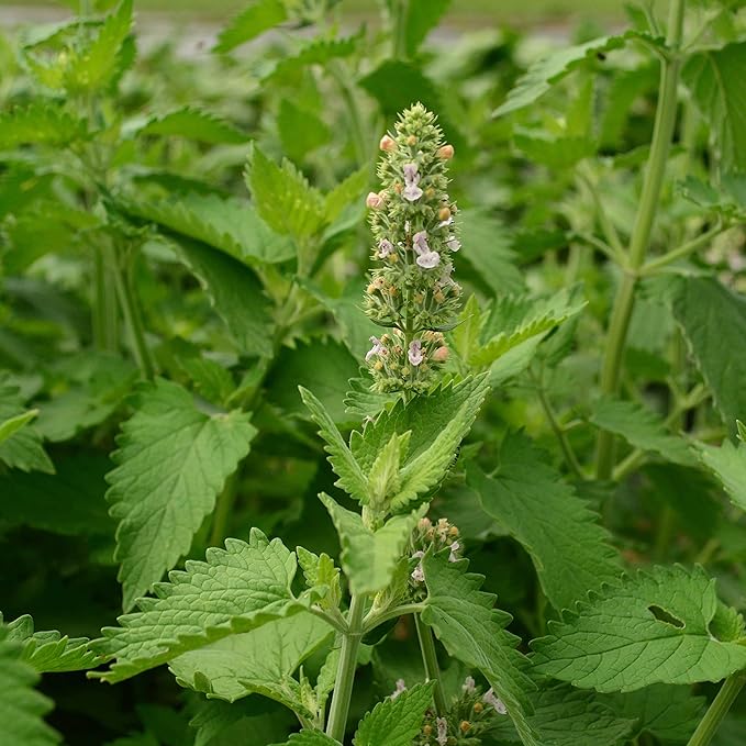 Catnip - 250 Seeds - Heirloom & Open-Pollinated Variety, Non-GMO Herb Seeds for Planting Indoors or Outdoors in Containers/Aerogarden/Home Garden, Thresh Seed Company