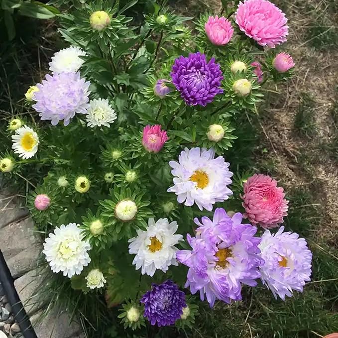 Mixrug Chrysanthemum Flowers Seeds for Planting, 1000pcs Rare Perennial Tanacetum Chrysanthemum Morifolium Flower Seeds, Heirloom Non-GMO Home Garden Wildflower in Outdoors Indoors