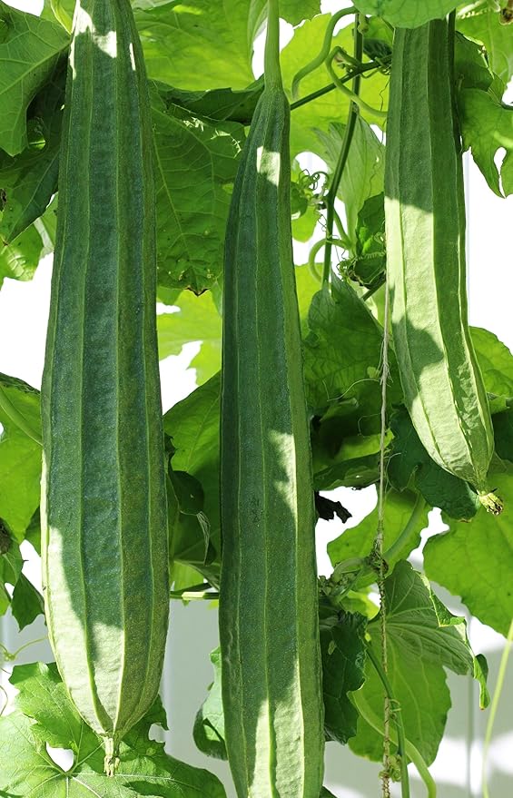 30+ PCS Luffa Gourd Seeds for Planting Loofah Sponge Gourds - Non-GMO Heirloom Climbing Vine Vegetable Veggie Home Grown Outdoor Garden