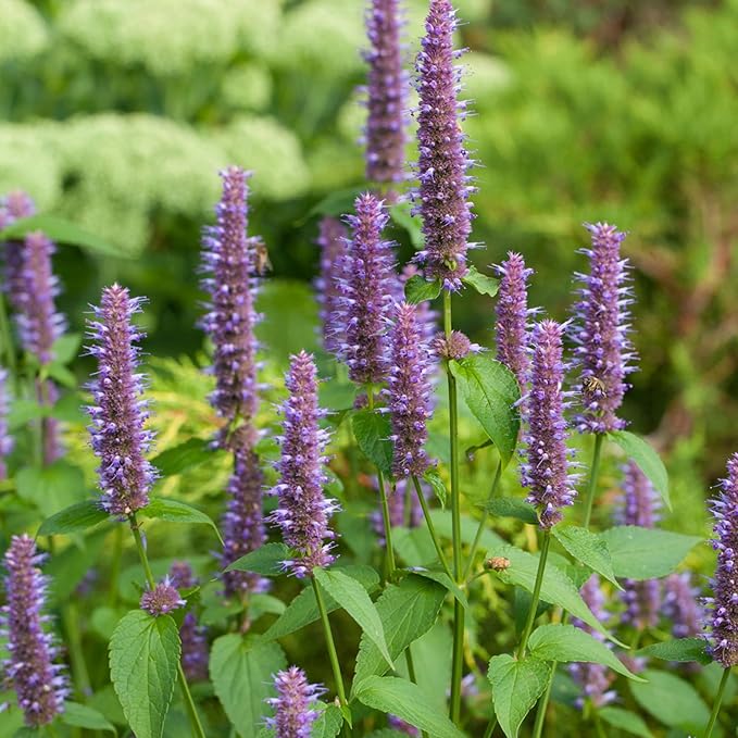 Seed Needs Anise Hyssop Seeds for Planting Agastache foeniculum - Non-GMO Heirloom & Untreated - Grow a Medicinal/Culinary Herb Garden for Tea & Essential Oils (5 Packs)