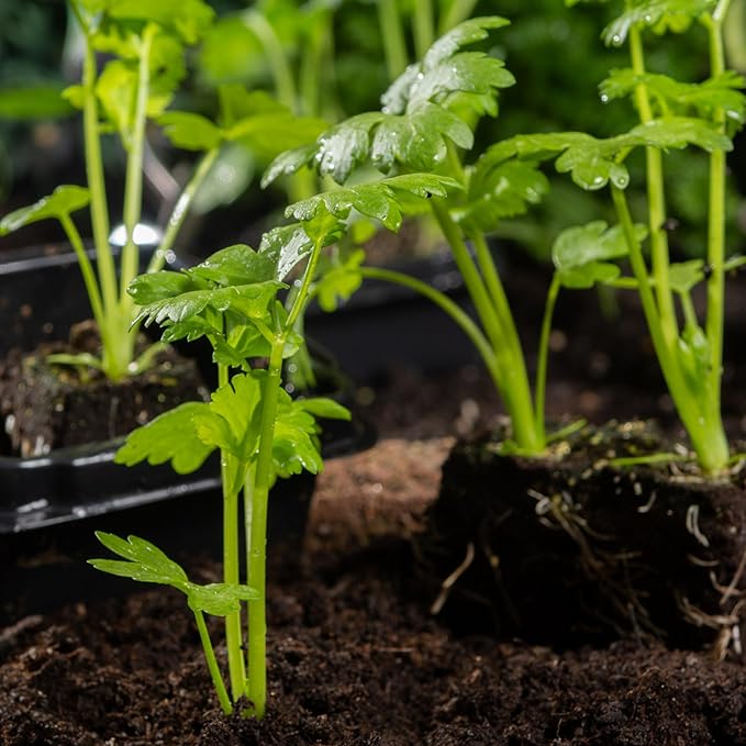 Seed Needs Celery Seeds for Planting Utah 52-70 Celery - Non-GMO, Heirloom & Untreated - Grow a Home Grown Outdoor Vegetable Garden for Fresh Produce (2 Packs (2,000 Seeds))