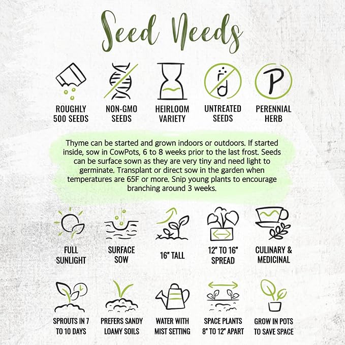 Seed Needs Thyme Seeds for Planting - Non-GMO Heirloom & Untreated Perennial Herb Seed to Plant a Culinary Kitchen Garden Indoors or Outdoors (2 Packs)