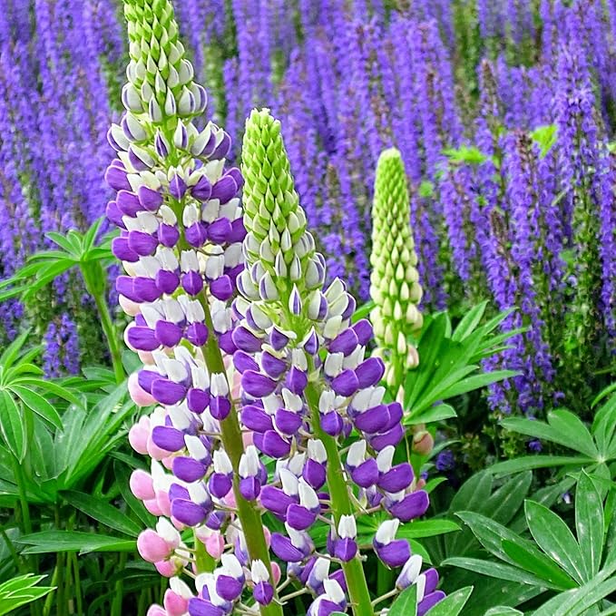 Mixrug Lupine Seeds for Planting, 750pcs Russell Lupin Perennial Flower Seeds Non-GMO Heirloom Rare Plants, Open Pollinated Beauty Home Garden for Outdoors