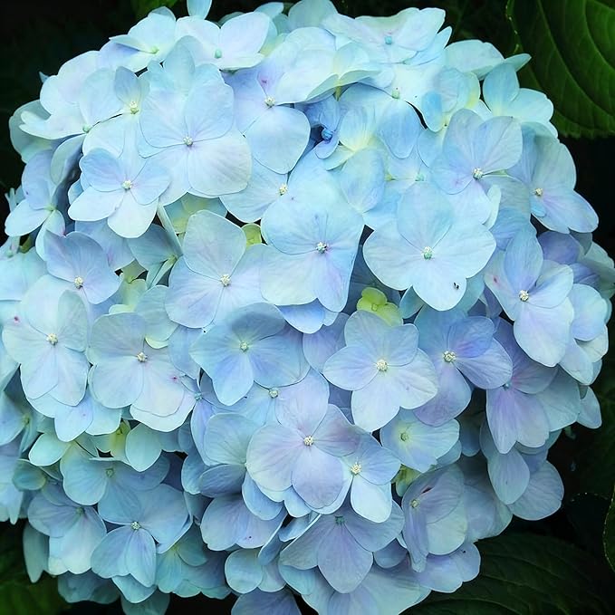 Mixed Color Hydrangea Seed, 150 Hydrangea Flower Tree Seeds, Heirloom Flower Seeds for Garden Home Outdoor