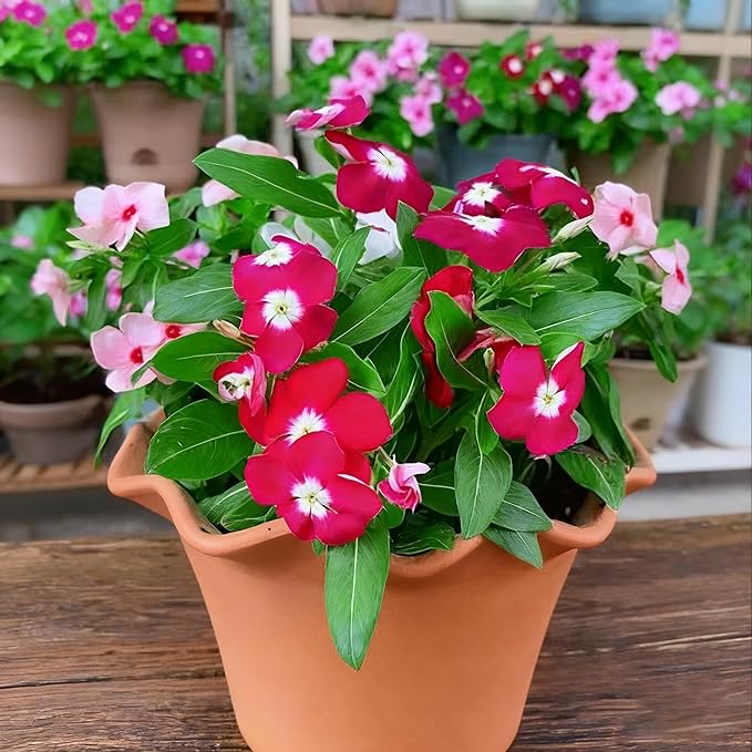 1000+ Perennial Vinca Periwinkle Flower Seeds, Mixed Color Heirloom Vinca Periwinkle Flower Seeds, Ground Cover Seeds for Home Garden and Outdoor