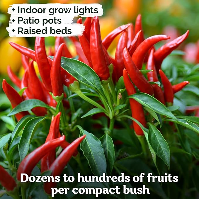 KVITER 75 Birds Eye Chili Pepper Seeds for Planting (Capsicum Annuum) — Thai Chili Red Pepper, Extra‑Hot 50K-100K SHU, High‑Yield Bush — Heirloom & Organic Vegetable Seeds for Outdoor & Indoor Garden