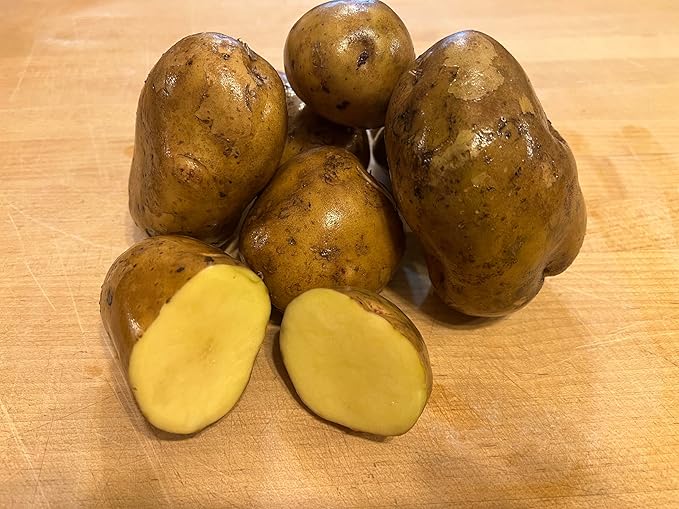 Yukon Gold Seed Potatoes Non GMO 5 Pounds