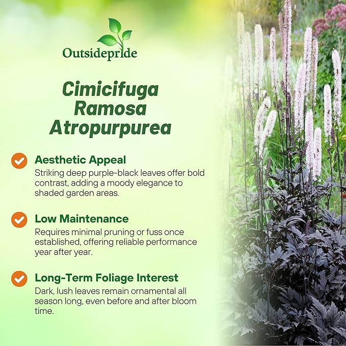 Outsidepride Cimicifuga Ramosa Seeds - 100 Pcs. Perennial, Hardy & Low Maintenance, Flower Seeds for Planting Fragrant Reddish Purple Foliage with Ivory White Blooms for Wildlife & Pollinator Gardens