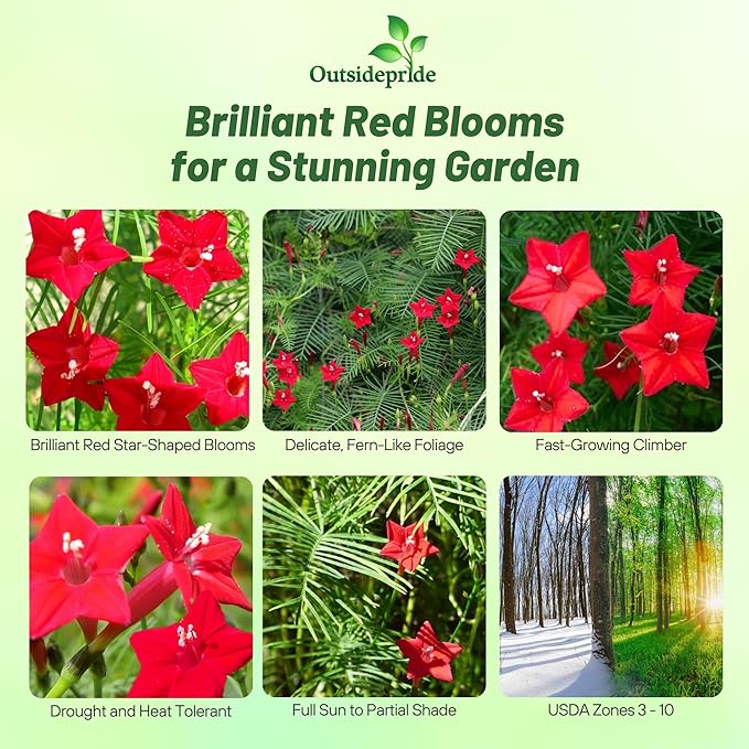 Outsidepride Red Cypress Vine Seeds - 100 Pcs Annual Flower Seeds with Nectar-Rich, Star-Shaped Flowers & Feathery, Fern-Like Leaves for Fences, Trellises, Pergolas & Vertical Gardens