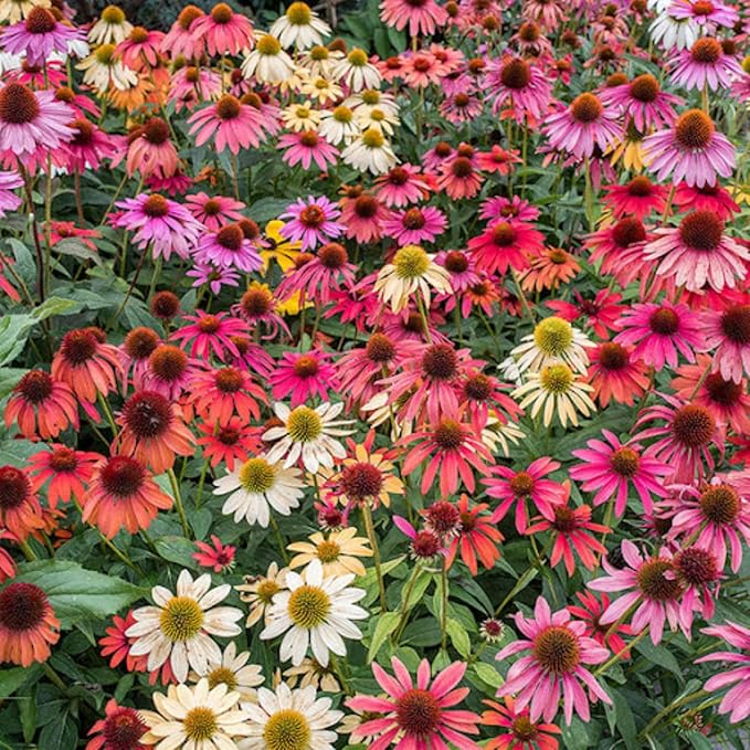 1000 Coneflower Seeds for Planting - Echinacea Seeds Perennial Bloom Flowers Rare Echinacea Flower Non-GMO Perennial Coneflower Garden Outdoor