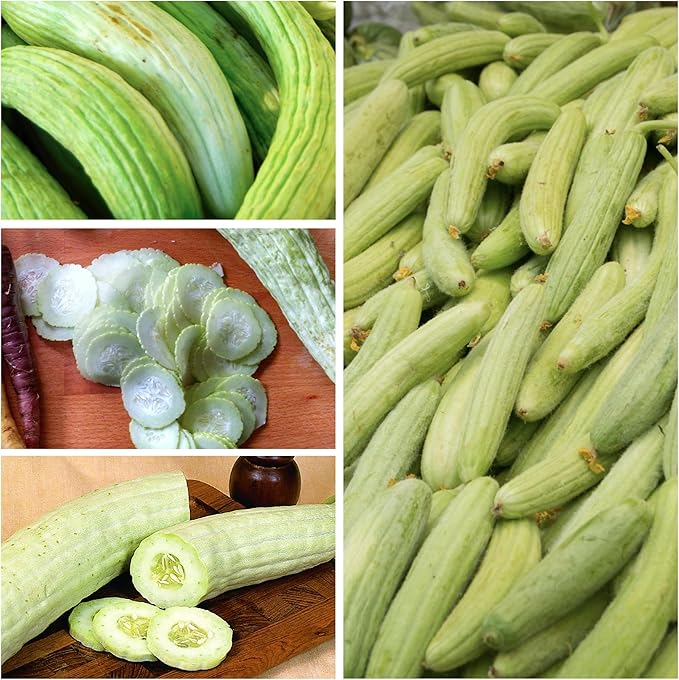 Seed Needs Cucumber Seeds for Planting Armenian Yard Long Cucumbers - Heirloom Non-GMO & Untreated - Snake Melon/Serpent Cucumber to Plant a Home Grown Outdoor Vegetable Garden (2 Packs)