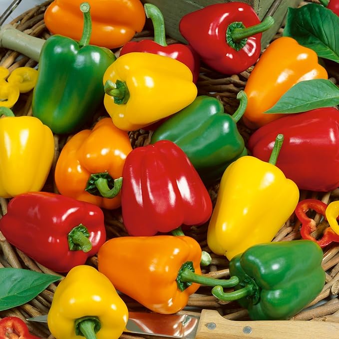 Mini Belle Mix Sweet Pepper Seeds - 1 Oz ~5000 Seeds - Non-GMO - Vegetable Garden - Capsicum annuum