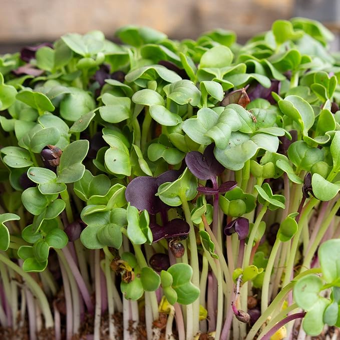Colorful Radish Microgreens Seeds Mix - 4 Oz ~669 Seeds - Blend of Green, Red Stem, and Purple Radish Microgreens