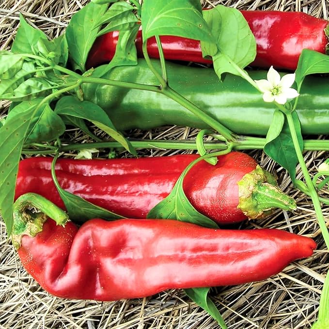 100 Hot Chili Pepper Seeds for Planting, Large Red Pepper Seeds to Grow Indoor Outdoor, Vegetable Home Garden