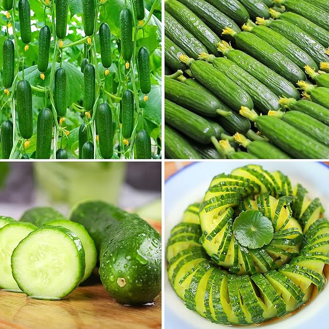 Organic Cucumber Seeds for Planting, 100pcs Cucumber Vegetable Fruits Seeds, Non-GMO Heirloom Vegetables Plants Home Fresh Food Garden for Outdoors Indoors