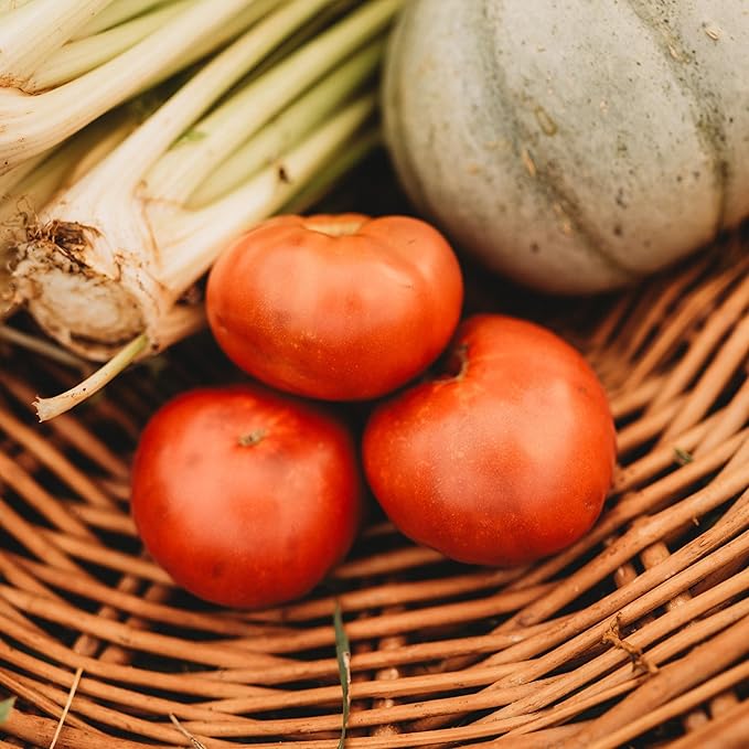 Tasmanian Chocolate Tomato - 50 Seeds - Dwarf Tomato for Containers, Produces Large Brown Beefsteak Tomatoes, Non-GMO, Heirloom Bush Tomato Seeds for Planting in The Home Garden, Thresh Seed Company