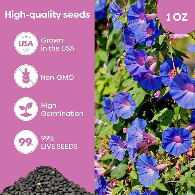 Morning Glory Seeds, Mix Color and Tall, Large Pack 1 Ounce Climbing Vine Flower Seeds Fast Growing for Planting Outdoors, Open Pollinated | Non-GMO | Heirloom | USDA 2-11