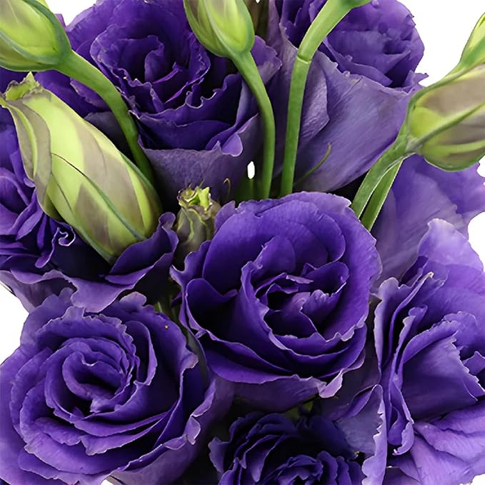 Park Seed Lisianthus Flowering Planting Seeds, Easy to Grow, Variety of Colors and Sizes, Spring Garden, Echo Mix, Pack of 25